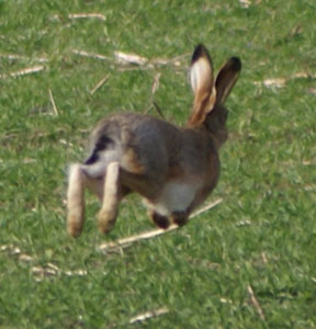 hare